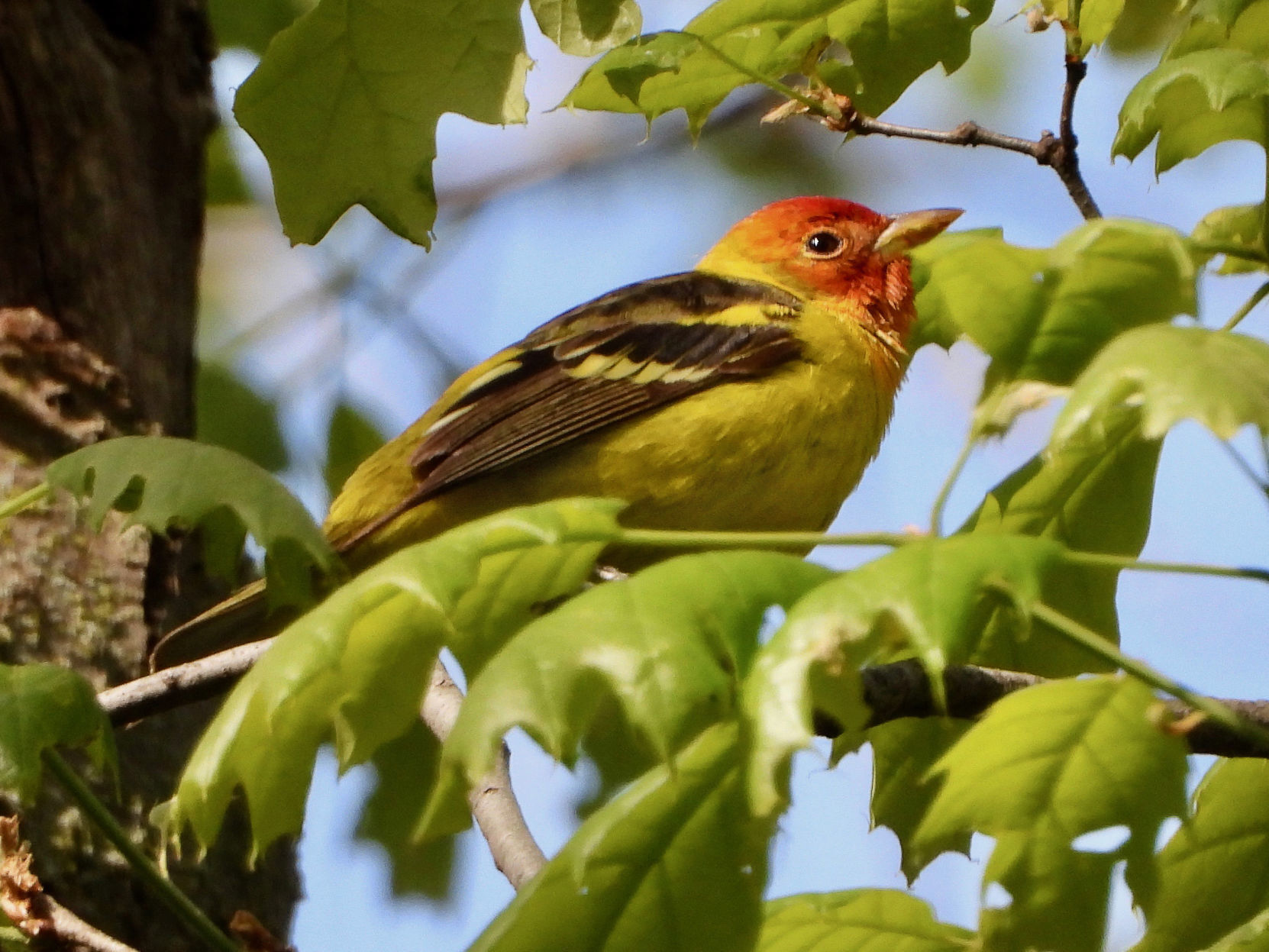 Western Tanager